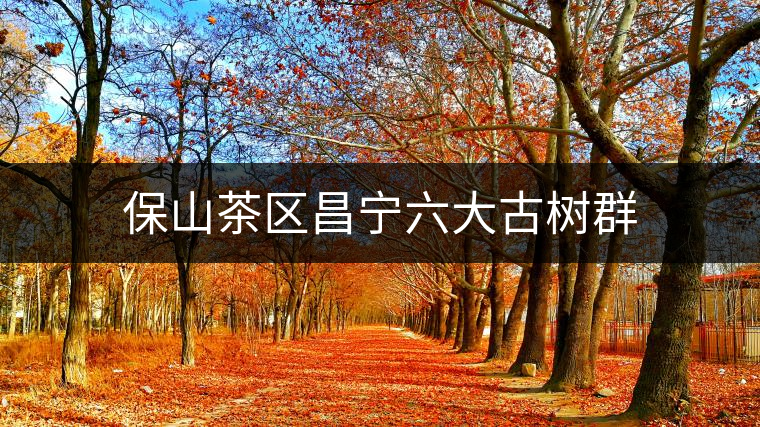 保山茶區(qū)昌寧六大古樹(shù)群 保山茶區(qū)昌寧六大古樹(shù)群