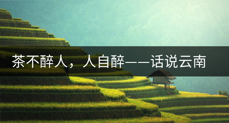 茶不醉人，人自醉——話說(shuō)云南冰島普洱茶
