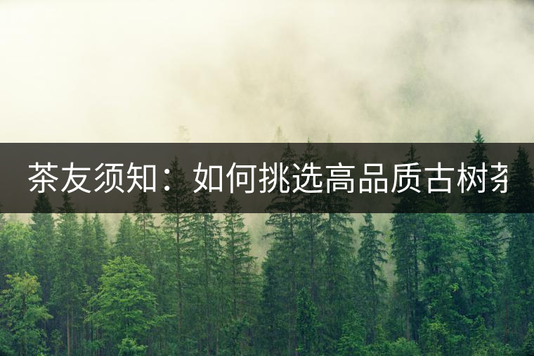 茶友須知：如何挑選高品質(zhì)古樹(shù)茶？