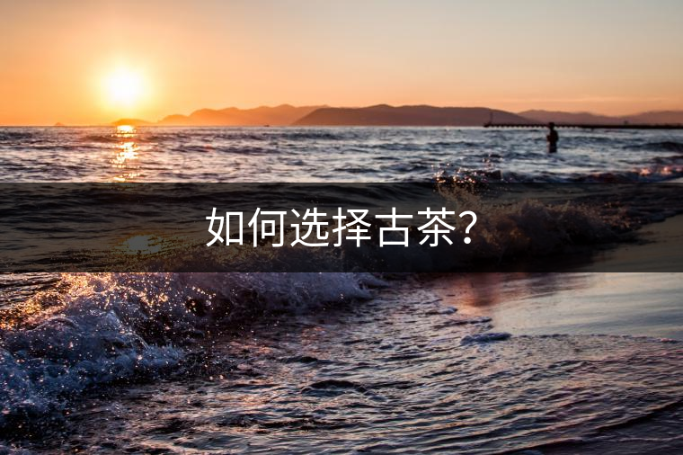 如何選擇古茶？