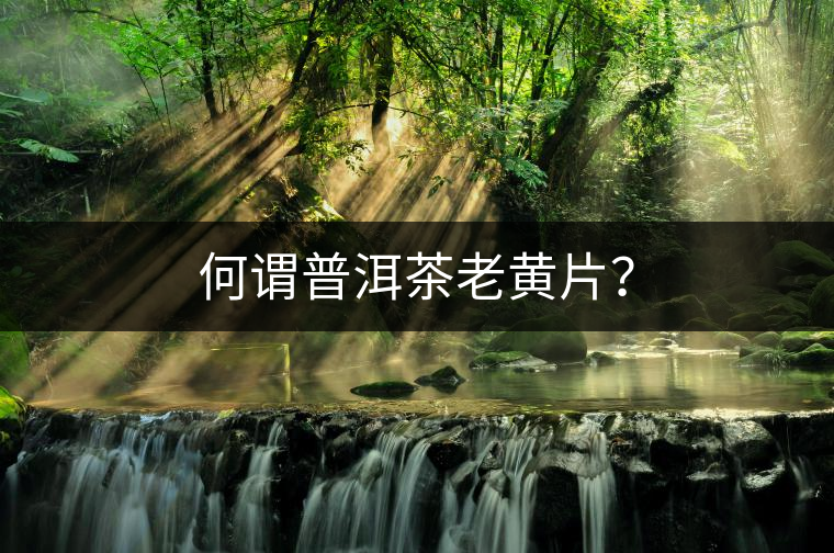 何謂普洱茶老黃片？