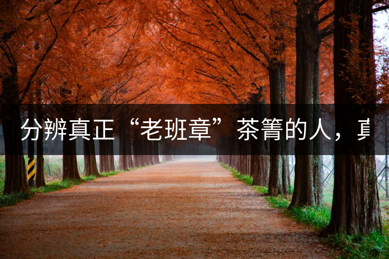 分辨真正“老班章”茶箐的人，真的不多！