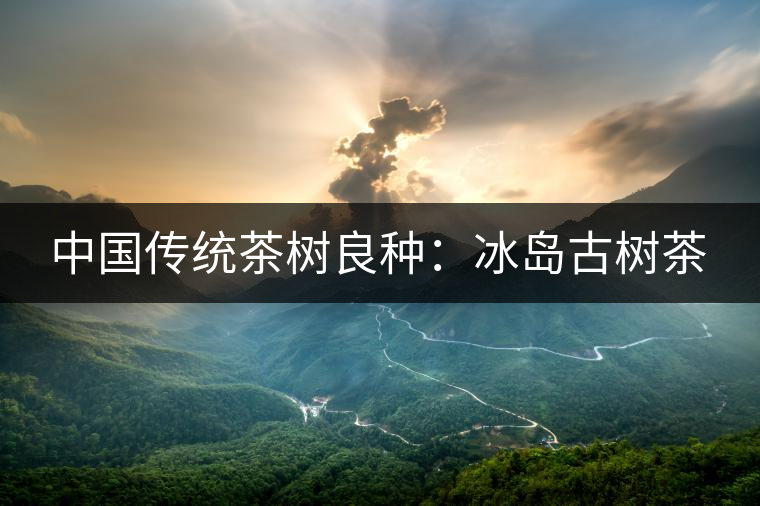 中國(guó)傳統(tǒng)茶樹(shù)良種：冰島古樹(shù)茶