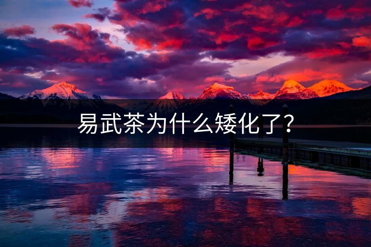 易武茶為什么矮化了？