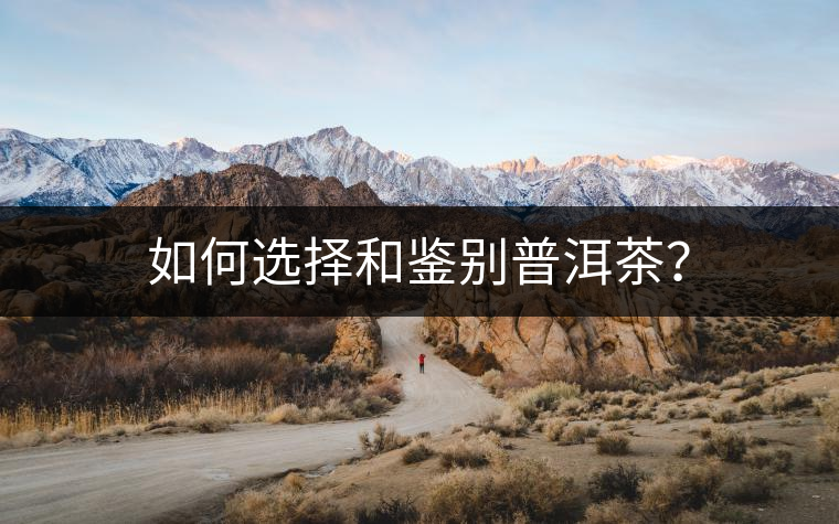 如何選擇和鑒別普洱茶？