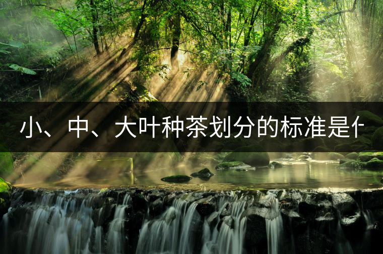 小、中、大葉種茶劃分的標(biāo)準(zhǔn)是什么？