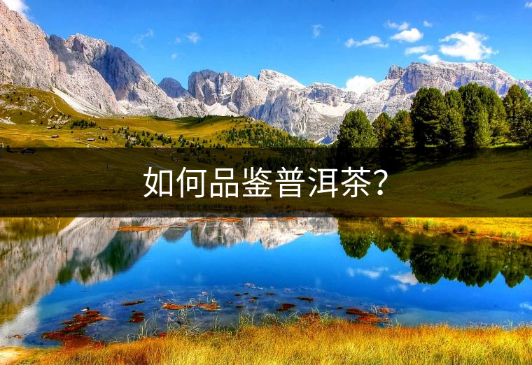如何品鑒普洱茶？