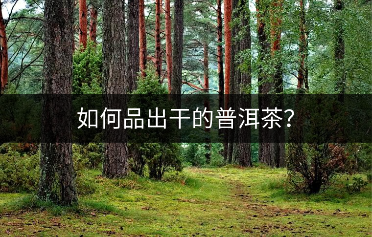 如何品出干的普洱茶？