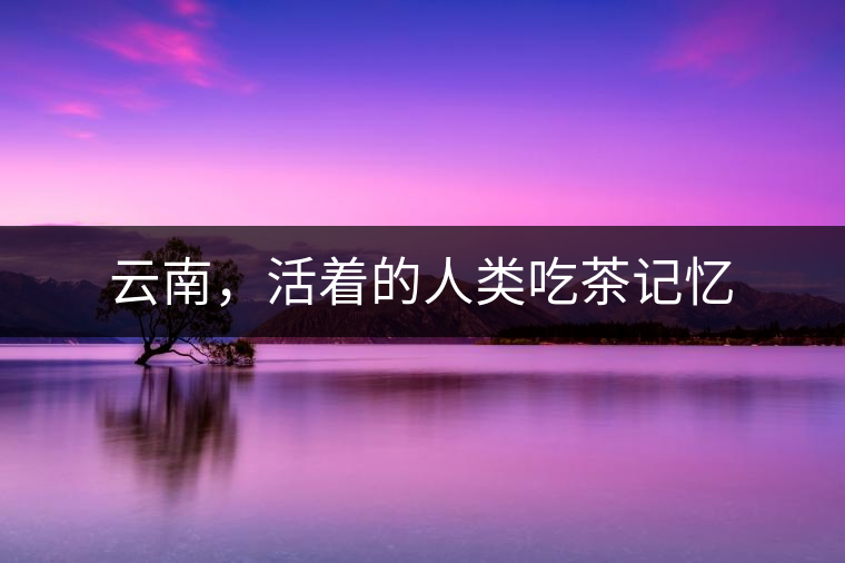 云南，活著的人類吃茶記憶