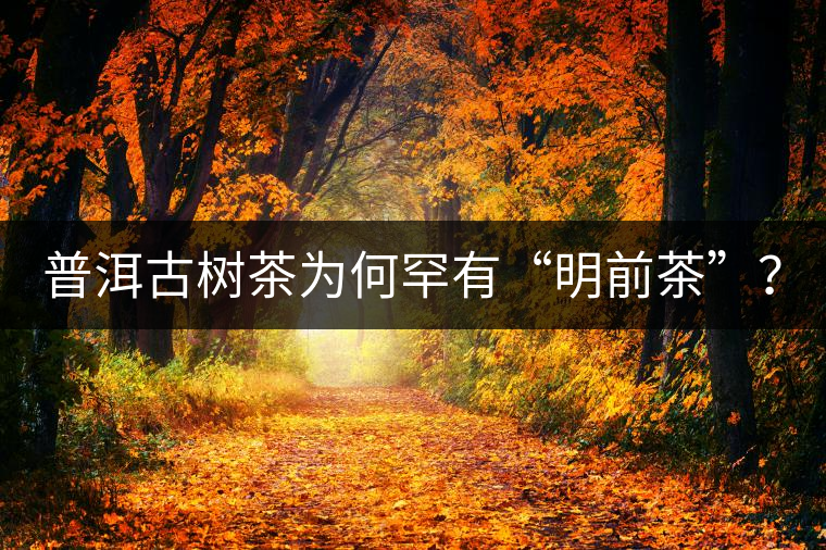 普洱古樹(shù)茶為何罕有“明前茶”？