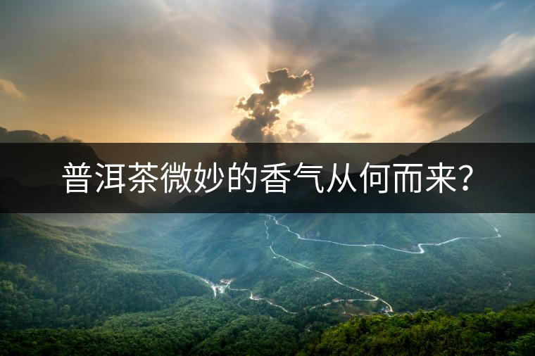 普洱茶微妙的香氣從何而來？