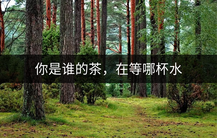 你是誰的茶，在等哪杯水