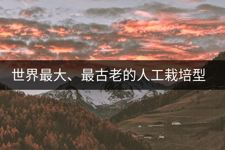 世界最大、最古老的人工栽培型的古茶樹——香竹箐茶祖