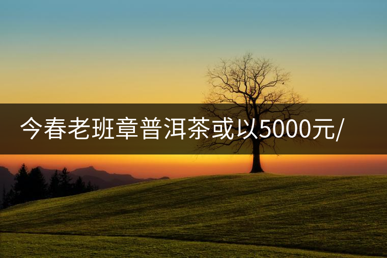 今春老班章普洱茶或以5000元/公斤開市