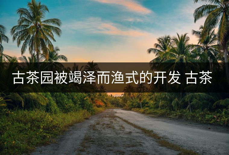 古茶園被竭澤而漁式的開發(fā) 古茶還能香多久？