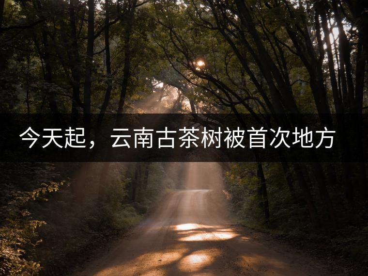 今天起，云南古茶樹被首次地方立法保護