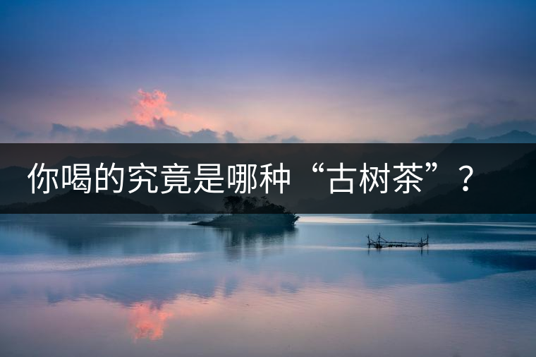 你喝的究竟是哪種“古樹茶”？（收茶必備知識）