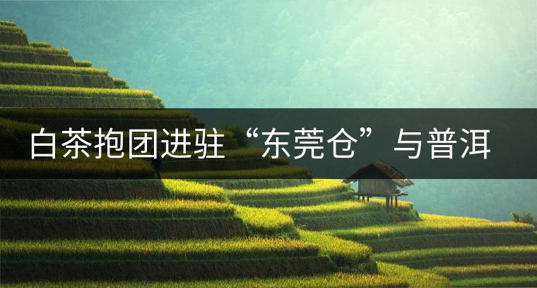 白茶抱團進駐“東莞倉”與普洱形成“黑白爭雄”之勢