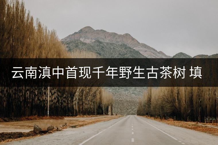 云南滇中首現(xiàn)千年野生古茶樹 填補(bǔ)滇中古茶樹空白