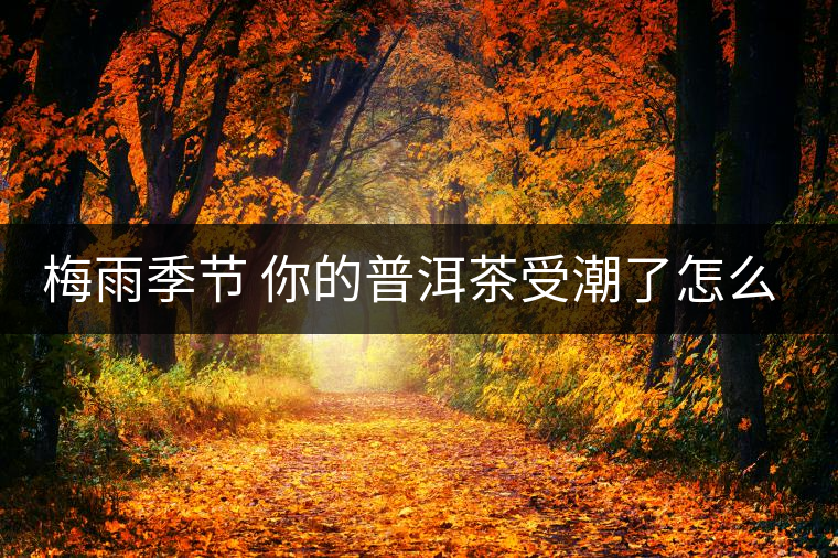 梅雨季節(jié) 你的普洱茶受潮了怎么辦？