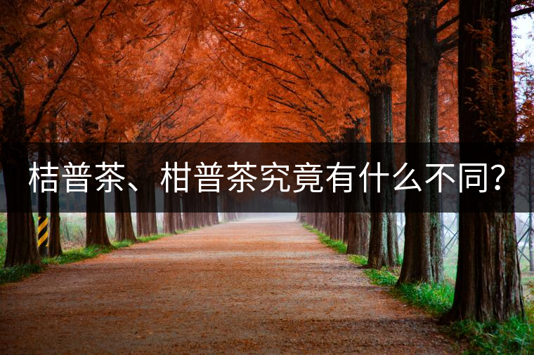 桔普茶、柑普茶究竟有什么不同？