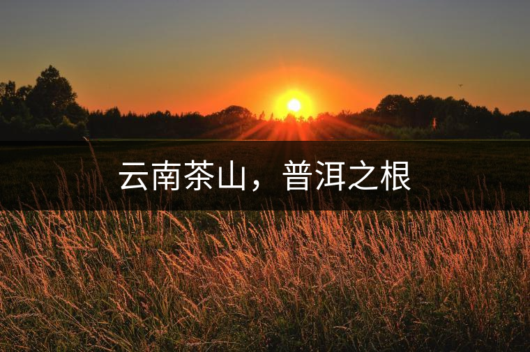 云南茶山，普洱之根