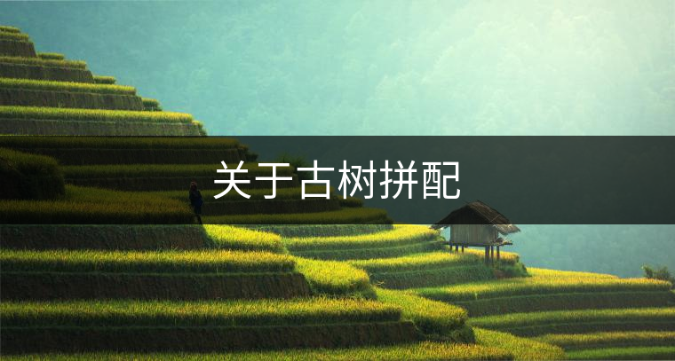 關(guān)于古樹(shù)拼配