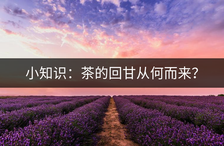 小知識：茶的回甘從何而來？