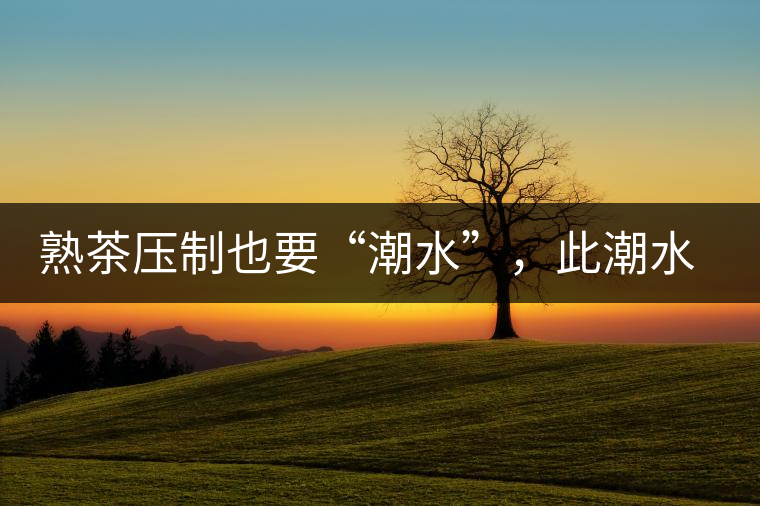 熟茶壓制也要“潮水”，此潮水的目的是什么？