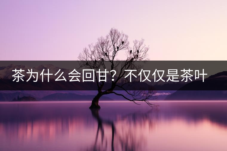茶為什么會(huì)回甘？不僅僅是茶葉中含糖那么簡(jiǎn)單