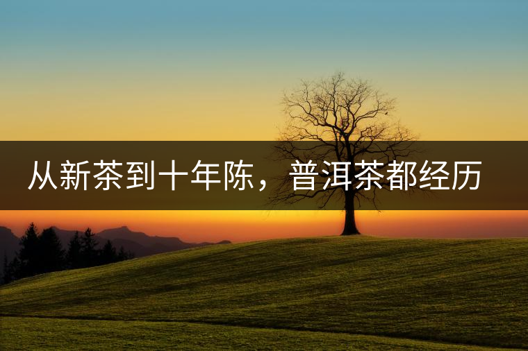 從新茶到十年陳，普洱茶都經歷了什么？