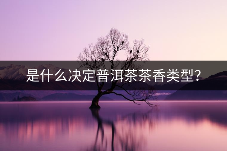 是什么決定普洱茶茶香類(lèi)型？