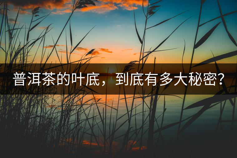 普洱茶的葉底，到底有多大秘密？