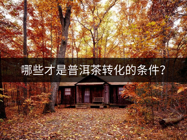 哪些才是普洱茶轉(zhuǎn)化的條件？