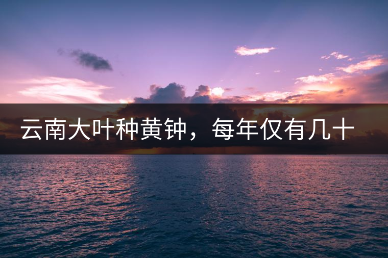 云南大葉種黃鐘，每年僅有幾十公斤的產量，堪稱茶界的“大熊貓”