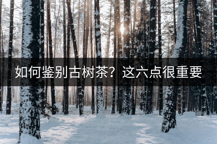 如何鑒別古樹茶？這六點很重要