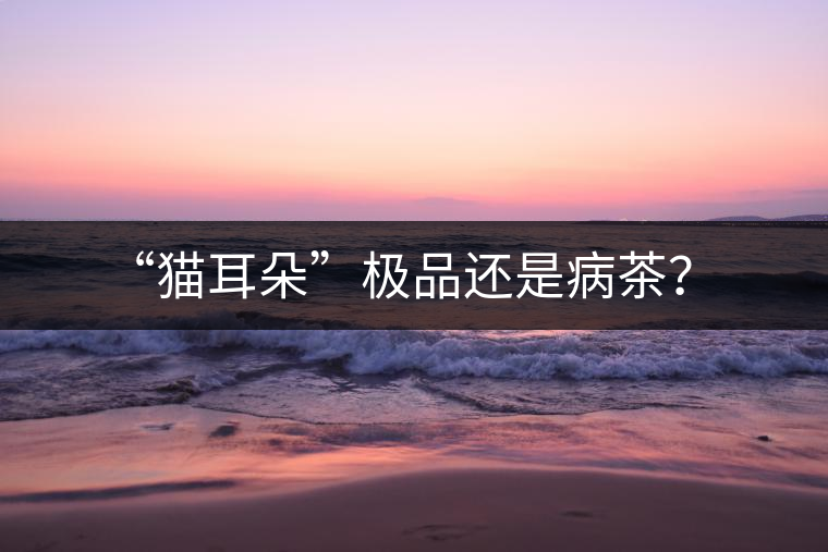 “貓耳朵”極品還是病茶？