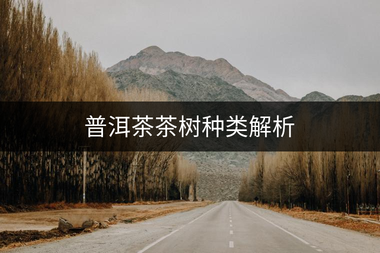 普洱茶茶樹種類解析 普洱茶茶樹種類解析