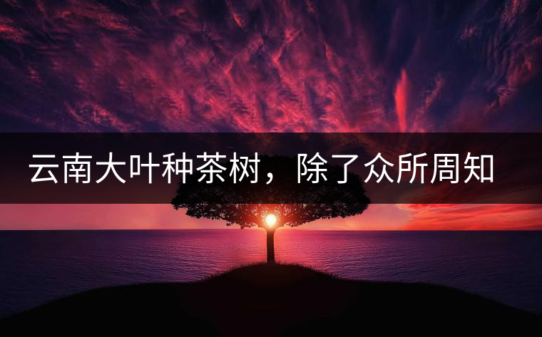 云南大葉種茶樹，除了眾所周知的“勐庫種”“勐海種”以外，還有那些品質(zhì)獨(dú)特的品種呢