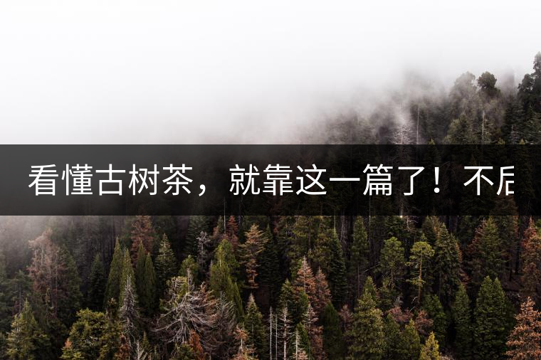 看懂古樹茶，就靠這一篇了！不后悔!