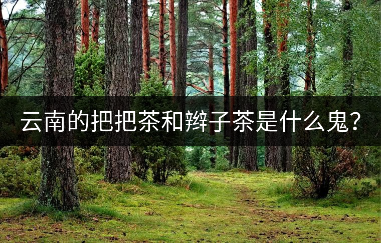 云南的把把茶和辮子茶是什么鬼？