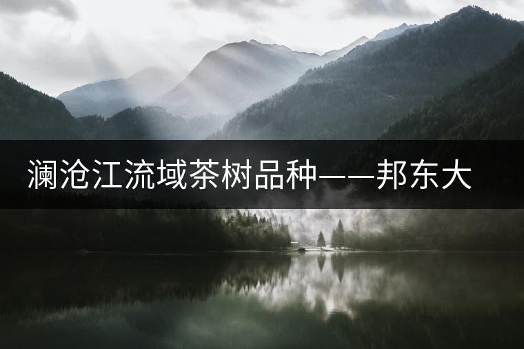 瀾滄江流域茶樹品種——邦東大葉茶