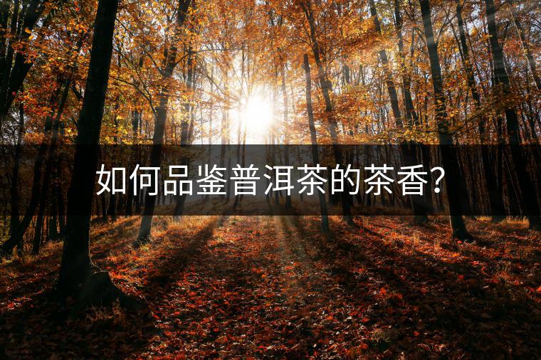 如何品鑒普洱茶的茶香？