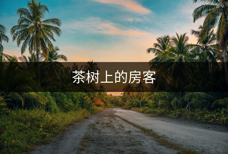 茶樹(shù)上的房客 茶樹(shù)上的房客