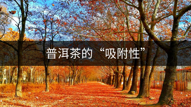 普洱茶的“吸附性” 普洱茶的“吸附性”