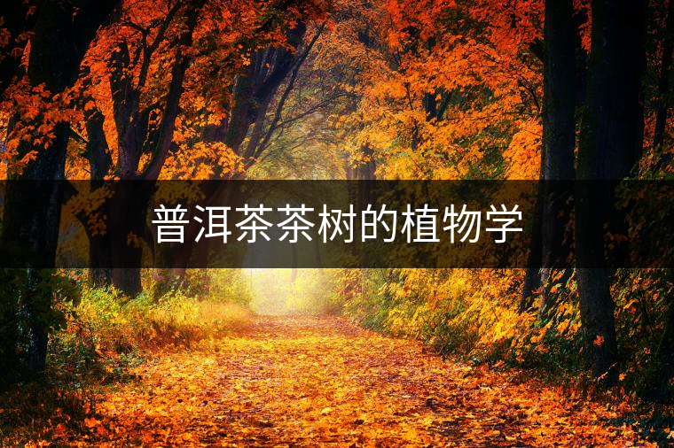 普洱茶茶樹的植物學(xué) 普洱茶茶樹的植物學(xué)