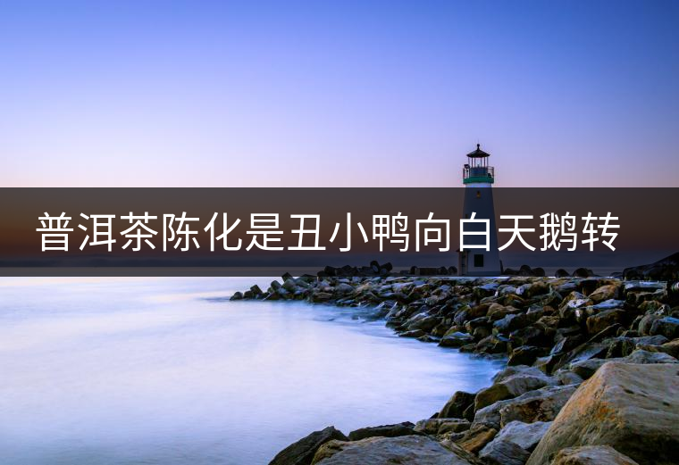 普洱茶陳化是丑小鴨向白天鵝轉(zhuǎn)化的過(guò)程