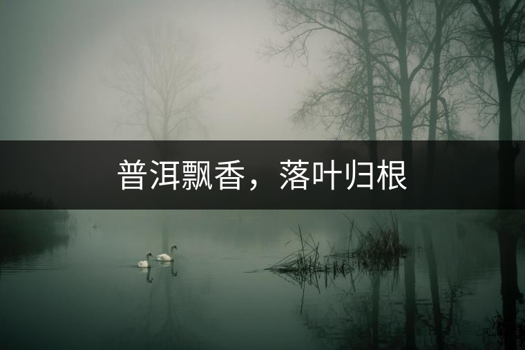 普洱飄香，落葉歸根