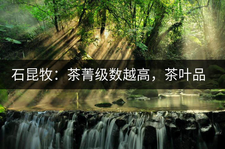 石昆牧：茶菁級數(shù)越高，茶葉品質(zhì)就越好？