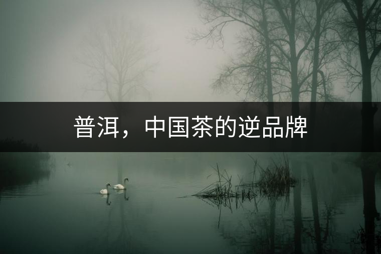 普洱，中國茶的逆品牌